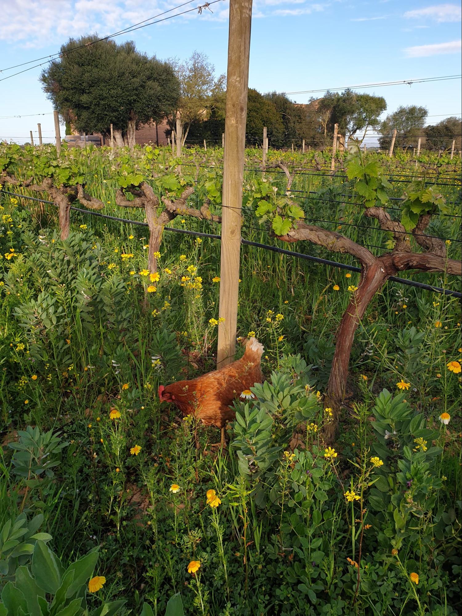 A chicken in the field