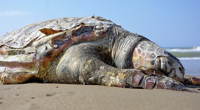 a turtle sleeping on a beach